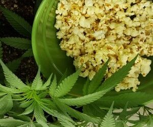 Cannabis Series / EP. 22 / Medical Canna Popcorn — Steemit